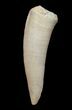 Inch Enchodus Tooth - Extinct Bony Fish #4185-1